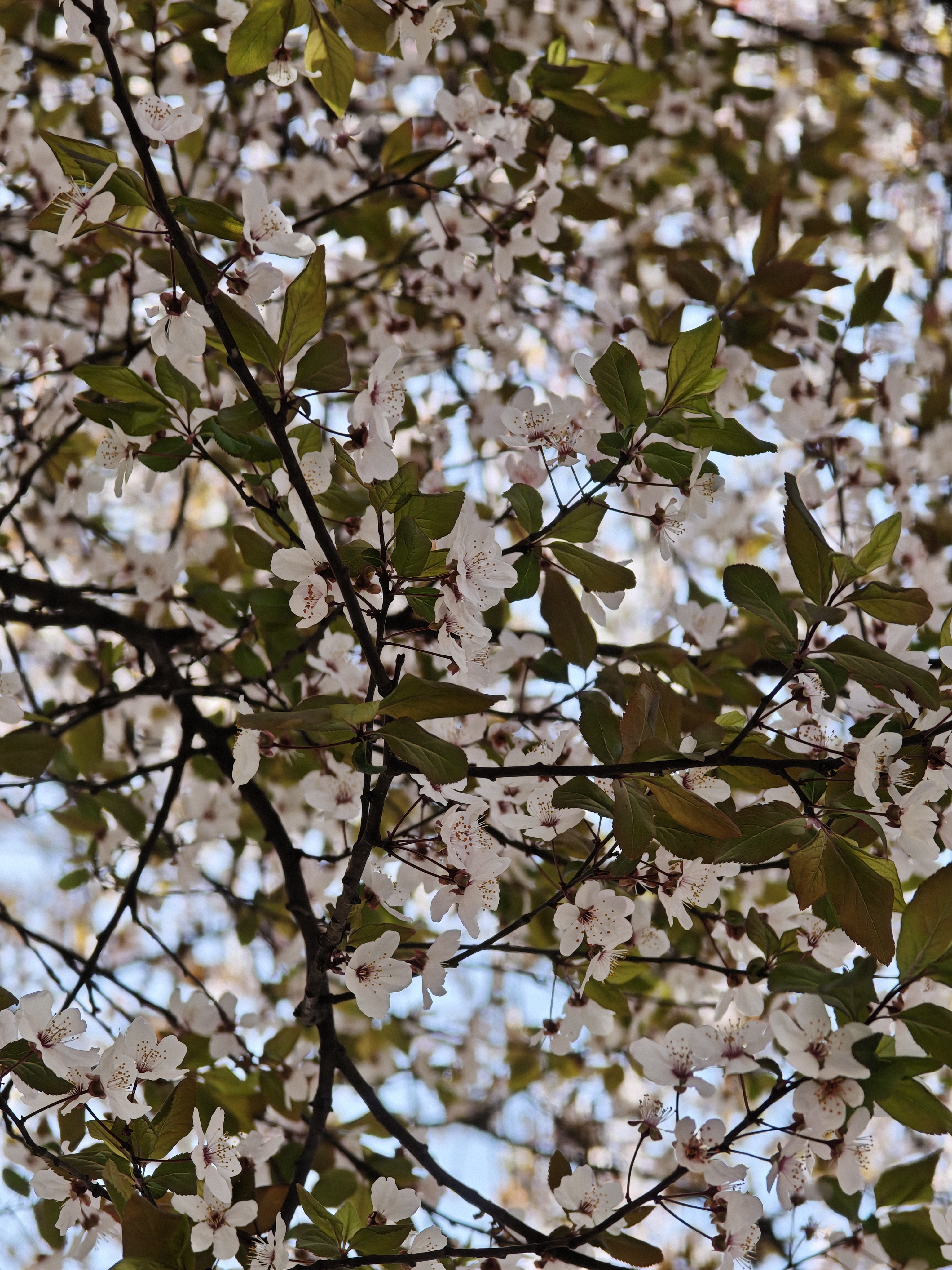 餐厅门口的海棠花