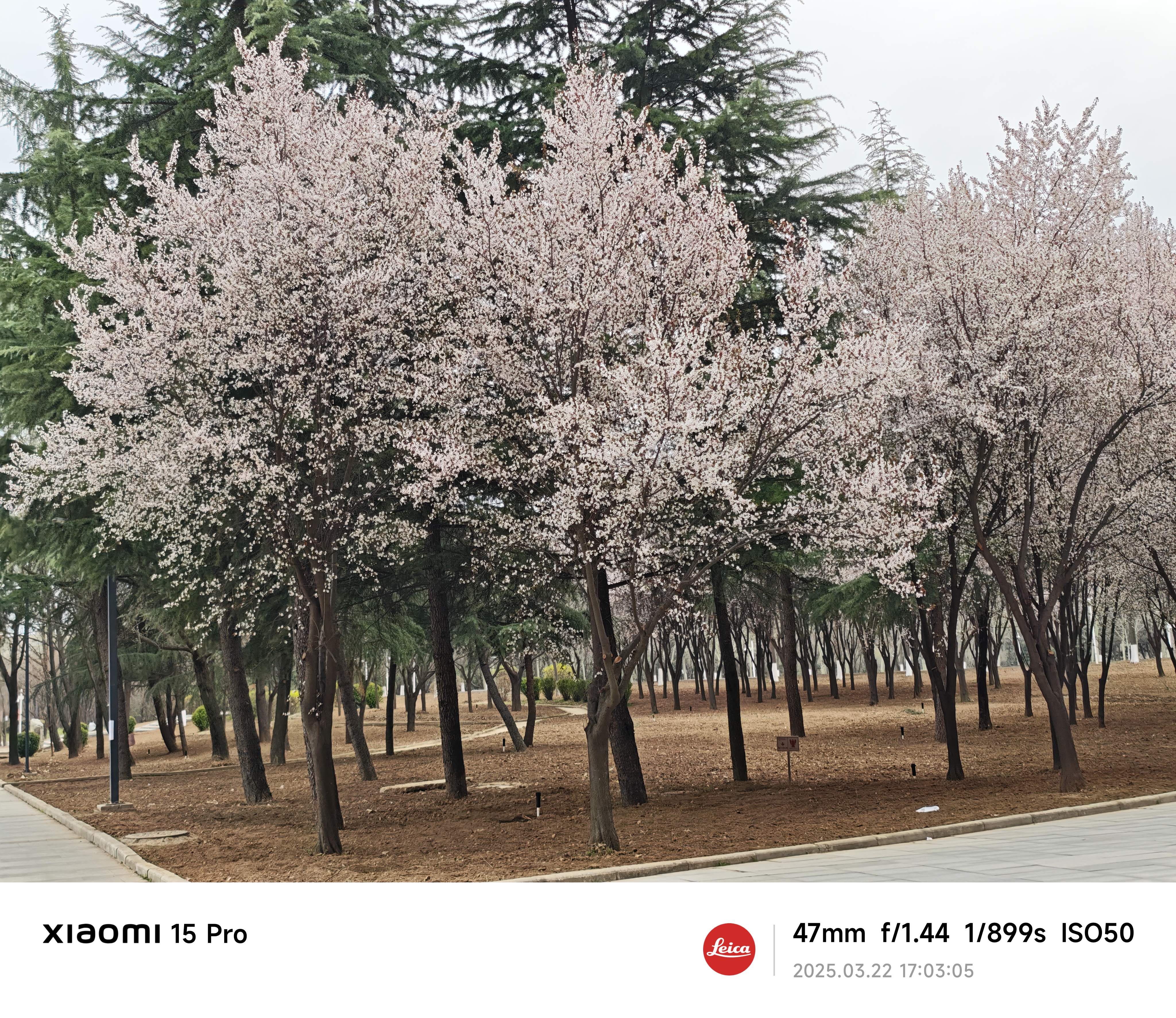 图书馆附近的樱花